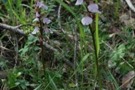 Orchis cazorlenzis